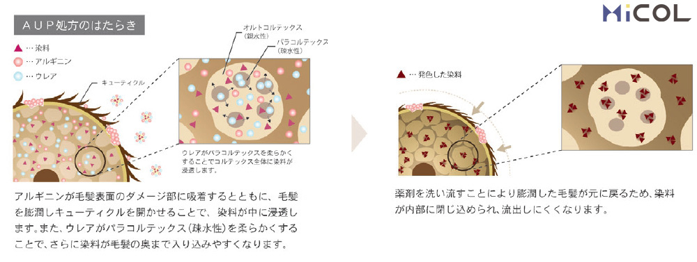 サンコール　レアラルシス　髪質改善　カラー　AUP処方のはたらき　アルギニンが毛髪表面のダメージ部に吸着するとともに、毛髪を膨潤しキューティクルを開かせることで、染料が中に浸透します。また、ウレアがパラコルテックス（疎水性）を柔らかくすることで、さらに染料が毛髪の奥まで入り込みやすくなります。　薬剤を洗い流すことにより、膨潤した毛髪が元に戻るため、染料が内部に閉じ込められ、流出しにくくなります。