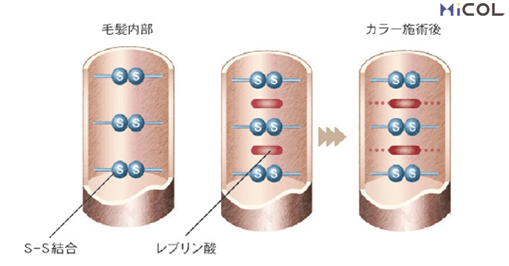 サンコール　レアラルシス　髪質改善　カラー　毛髪内部　カラー施術後　S-S結合　レブリン酸