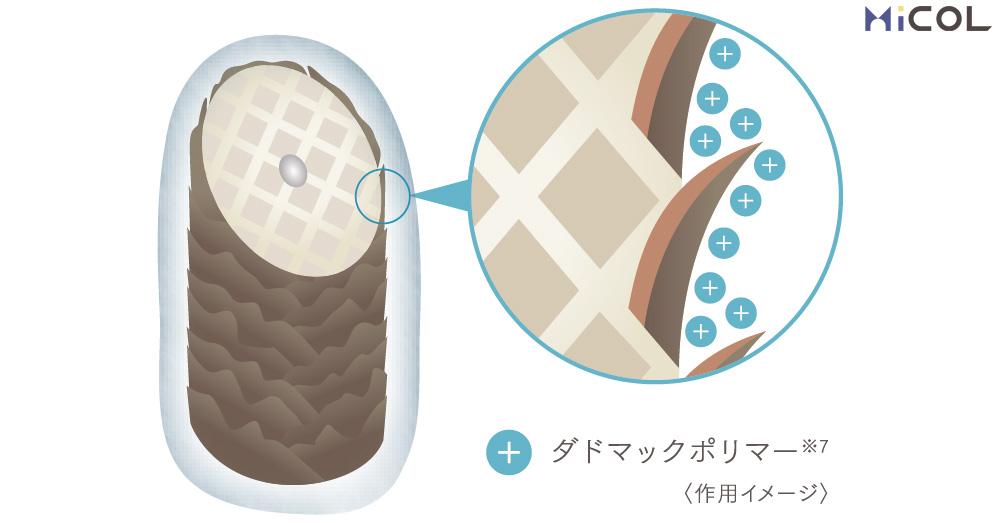 ホーユー　プロステップルミシャス　ダドマックポリマー　作用イメージ