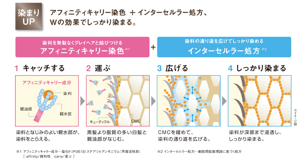 ミルボン　オルディーブ　ボーテ　オルディーブボーテとは　特徴　使い方　染まりUP　アフィニティキャリー染色＋インターセルラー処方、Wの効果でしっかり染まる。　染料を無駄なくグレイヘアと結びつけるアフィニティキャリー染色＋染料の通り道を広げてしっかり染めるインターセルラー処方　キャッチする：染料となじみの良い親水部が、染料をとらえる　運ぶ：黒髪より脂質の多い白髪と親油部が馴染む　広げる：CMCを緩めて、染料の通り道を広げる。　しっかり染まる：染料が深部まで浸透し、しっかり染まる。