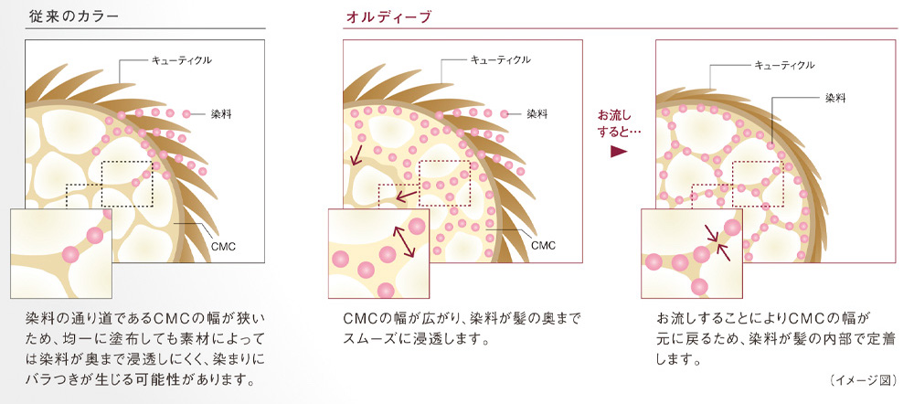 ミルボン　オルディーブ　シリーズ　インラーセルラー処方　従来のカラー：染料の通り道であるCMCの幅が狭いため、均一に塗布しても素材によっては染料が奥まで浸透しにくく、染まりにバラつきが生じる可能性があります。　オルディーブ：CMCの幅が広がり、染料が髪の内部で定着します。（イメージ図）