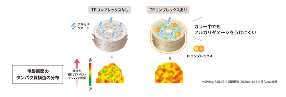 ミルボン　オルディーブ　オルディーブとは　特徴　使い方　毛髪断面のタンパク質構造の分布　TPコンプレックスあり：カラー中でもアルカリダメージを受けにくい