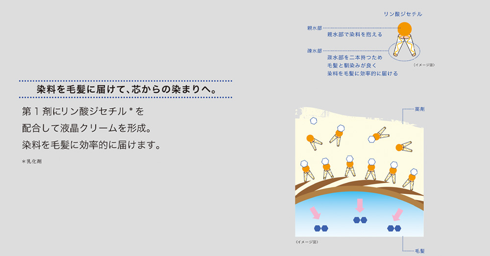 ミルボン　オルディーブ　アディクシー　アディクシーとは　特徴　使い方　染料を毛髪に届けて、芯からの染まりへ。　第1剤にリン酸ジセチルを配合して液晶クリームを形成。染料を毛髪に効率的に届けます。　リン酸ジセチル・・親水部：親水部で染料を抱える　疎水部：疎水部を2本持つため毛髪と馴染みがよく染料を毛髪に効率よく届ける