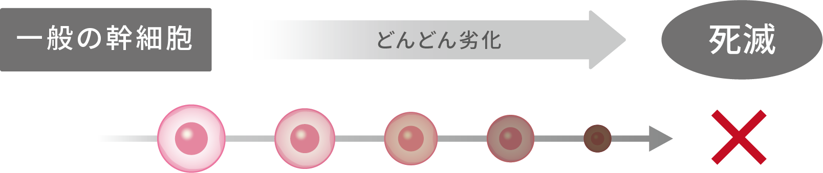 ダーウィン　リジェニティ FK クリーム　バイオリプロ FK チャージ　一般の幹細胞　どんどん劣化　死滅