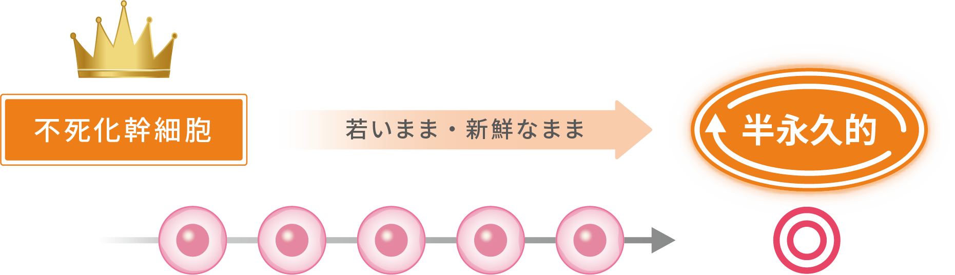 ダーウィン　リジェニティ FK クリーム　バイオリプロ FK チャージ　不死化幹細胞　若いまま・新鮮なまま　半永久的