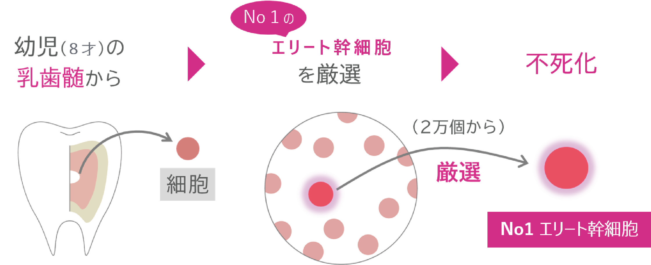 ダーウィン　リジェニティ FK クリーム　バイオリプロ FK チャージ　幼児8才の乳歯髄から　細胞　NO1のエリート幹細胞を厳選　2万個から厳選　不死化　NO1エリート幹細胞