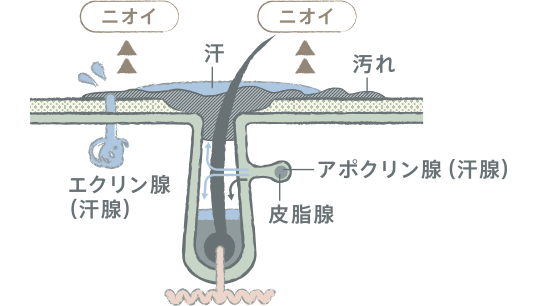 DEMI　デミ　エレベート　ヘアケア　ニオイ　汗　汚れ　エクリン腺（汗腺）　アポクリン腺（汗腺）　皮脂腺