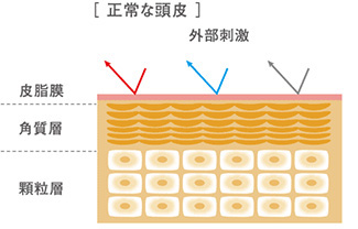 DEMI FLOWDIA デミ フローディア　正常な頭皮　外的刺激　皮脂膜　角質論　顆粒層