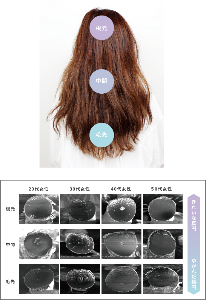 DEMI FLOWDIA デミ フローディア　髪の記憶による毛髪形状の変化